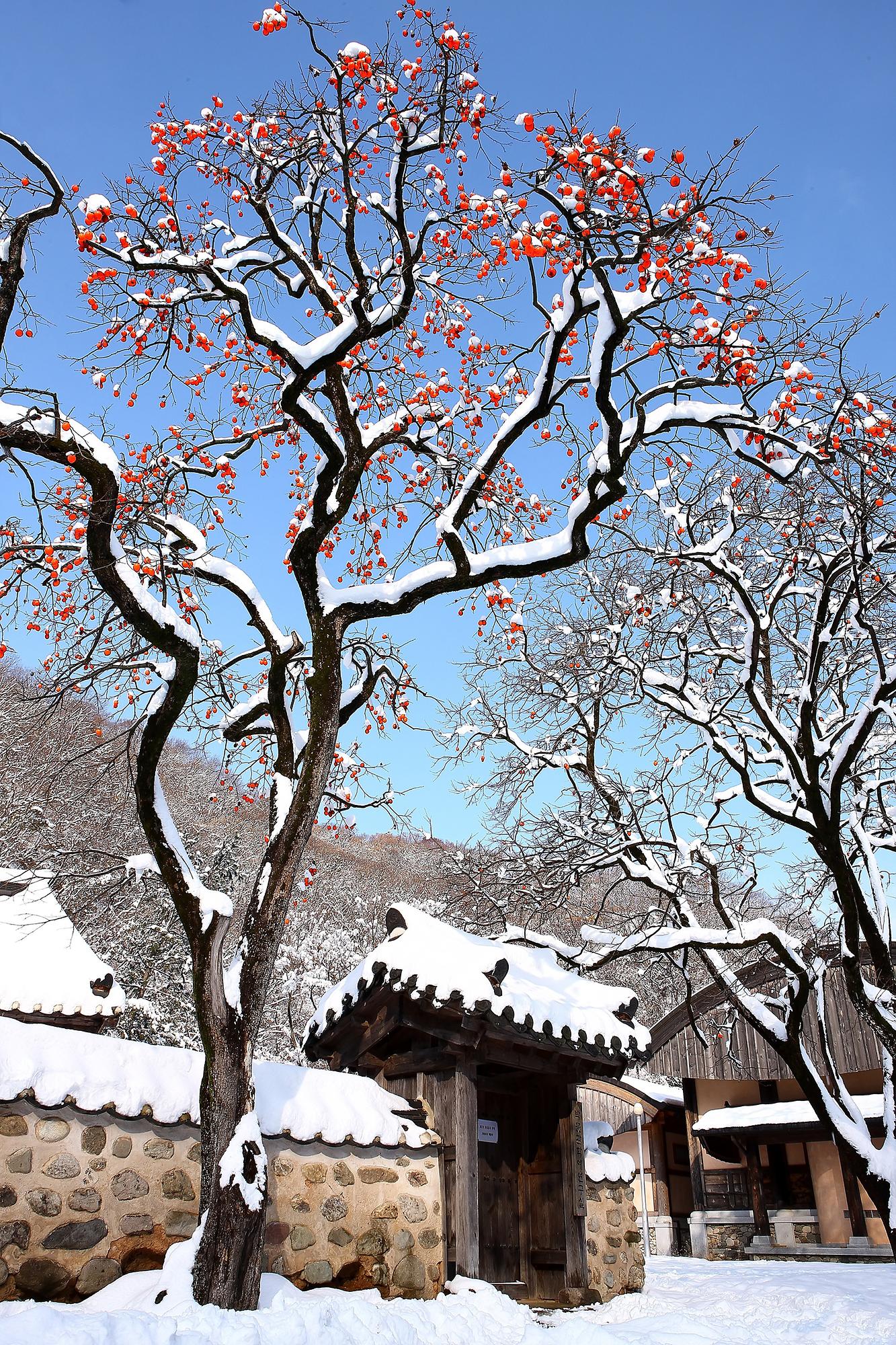 설경